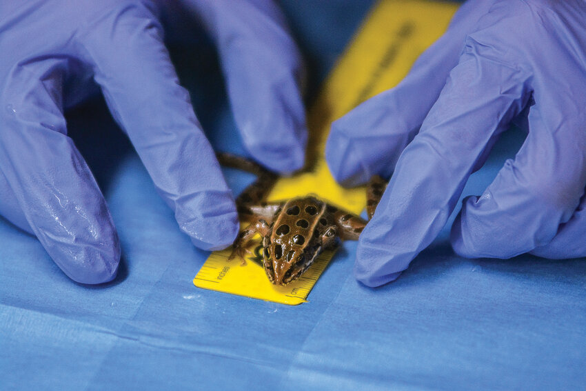 A northern leopard frog is measured at Northwest Trek in Eatonville on Aug. 9.