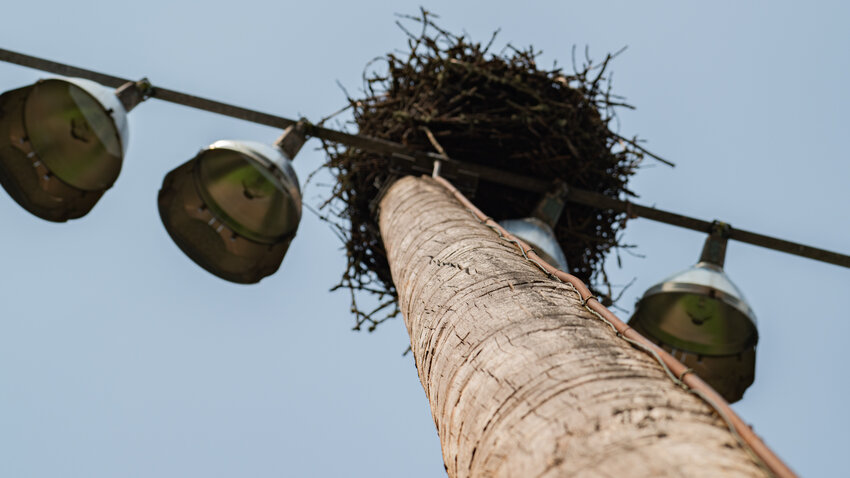 A light pole at Wheeler Field in Fort Borst Park on Wednesday is cracked and topped with an osprey nest.