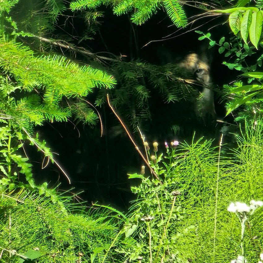 &ldquo;Picture I got up in the woods behind Pe Ell. Seen four cougars in the past two weeks. Thought this was a picture I&rsquo;d like to share,&rdquo;  wrote Christopher Hamilton, who submitted this photo to The Chronicle. To submit your own photos for potential publication, send them to news@chronline.com.