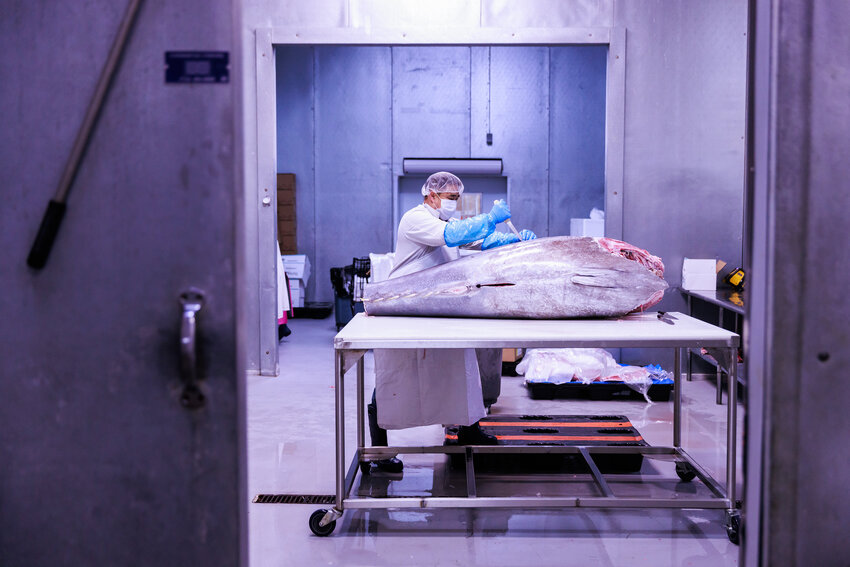 Batsukh Sevjid cuts a bluefin tuna from Spain, weighing more than 500-pounds, for costumers orders at Young Ocean's facility in Kent, Wash. Tuesday, July 18, 2023.