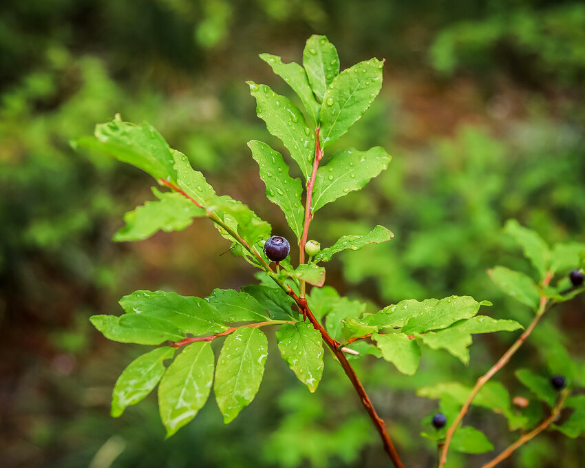 A thinleaf, also known as Evergreen, huckleberry grows near Mount St. Helens on Aug. 10.