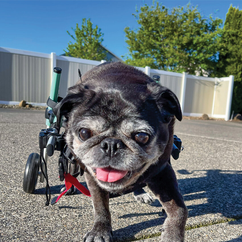 Charlie the pug, owned by Desire&eacute; Lorentz, enjoys using his wheelchair, provided by the Church of Pug
