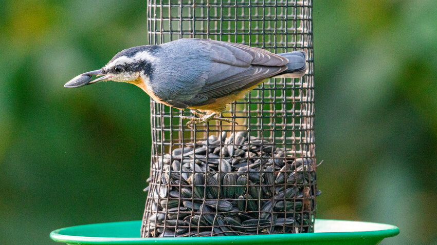 A nuthatch is pictured on a bird feeder near Chehalis.