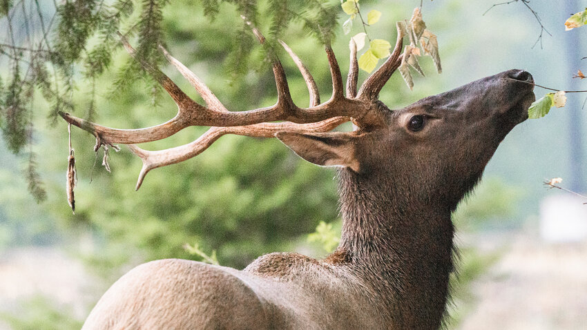 FILE PHOTO &mdash;&nbsp;A large bull elk munches on vegetation in Packwood.