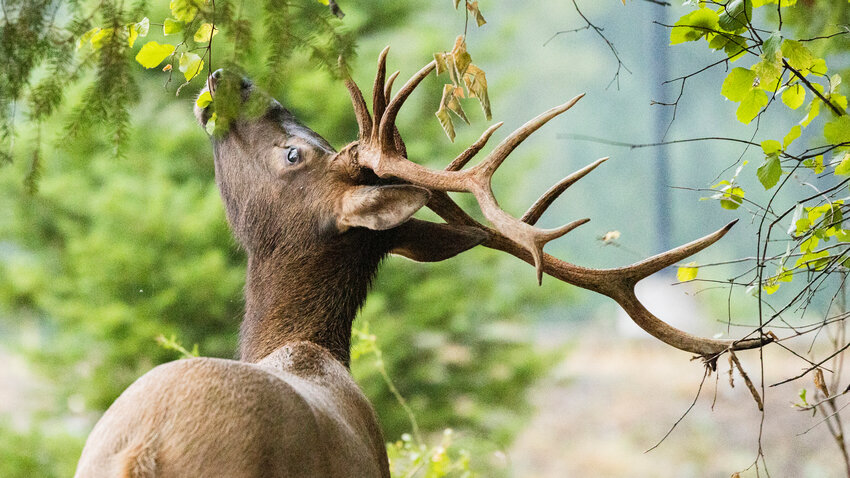 A bull elk that has shed his velvet gets leaves and twigs caught on his antlers on a rainy evening in Packwood  in August 2023.