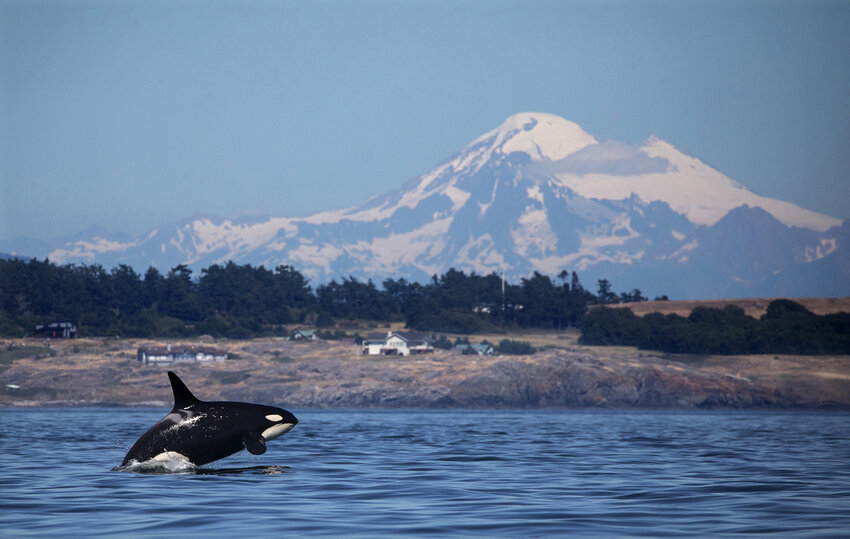 A southern resident killer whale breaches in Haro Strait just off San Juan Island's west side with Mount Baker in the background in June 2018. According to a Sept. 28, 2023, study, orcas play with porpoises and sometimes actually kill them, but they don't eat them. (Steve Ringman/Seattle Times/TNS)