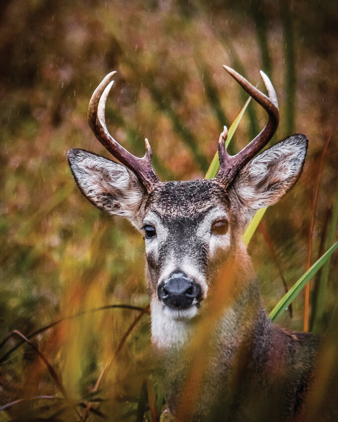 A male Columbian white-tailed deer stands in the rain at the Ridgefield National Wildlife Refuge.