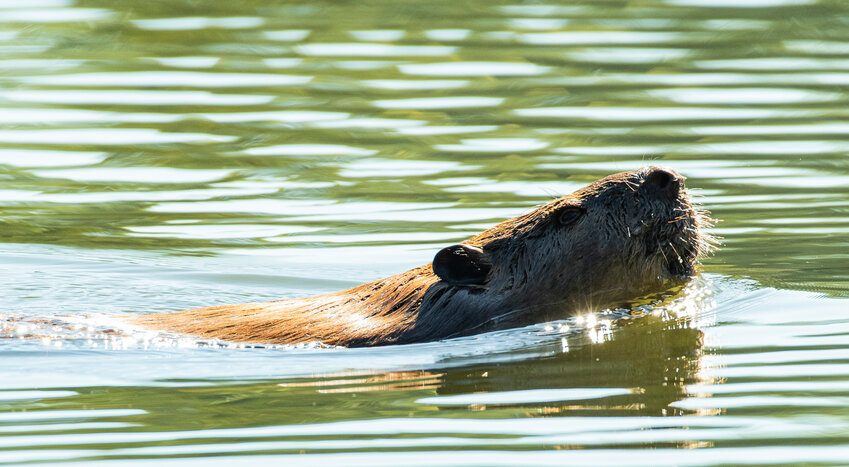 A beaver swims in Hayes Lake just off Interstate 5 in Centralia on Sunday afternoon.
