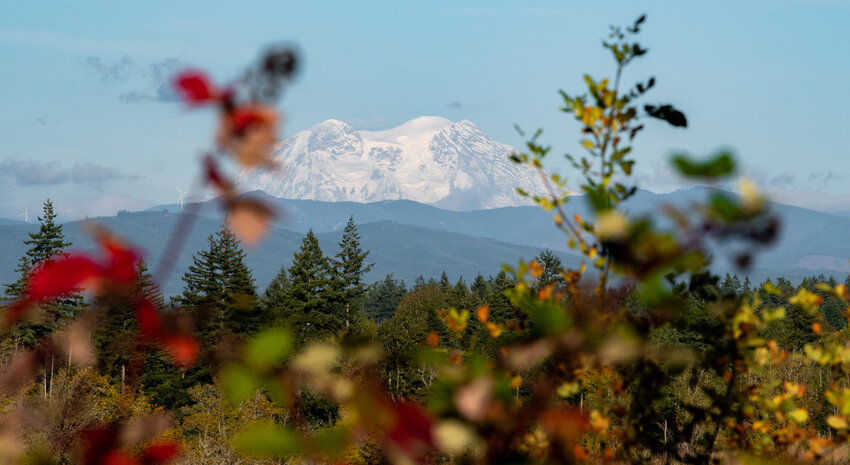 Mount Rainier rises above the landscape and is framed by vegetation in this photo captured from the Napavine area on a clear and sunny Wednesday afternoon.