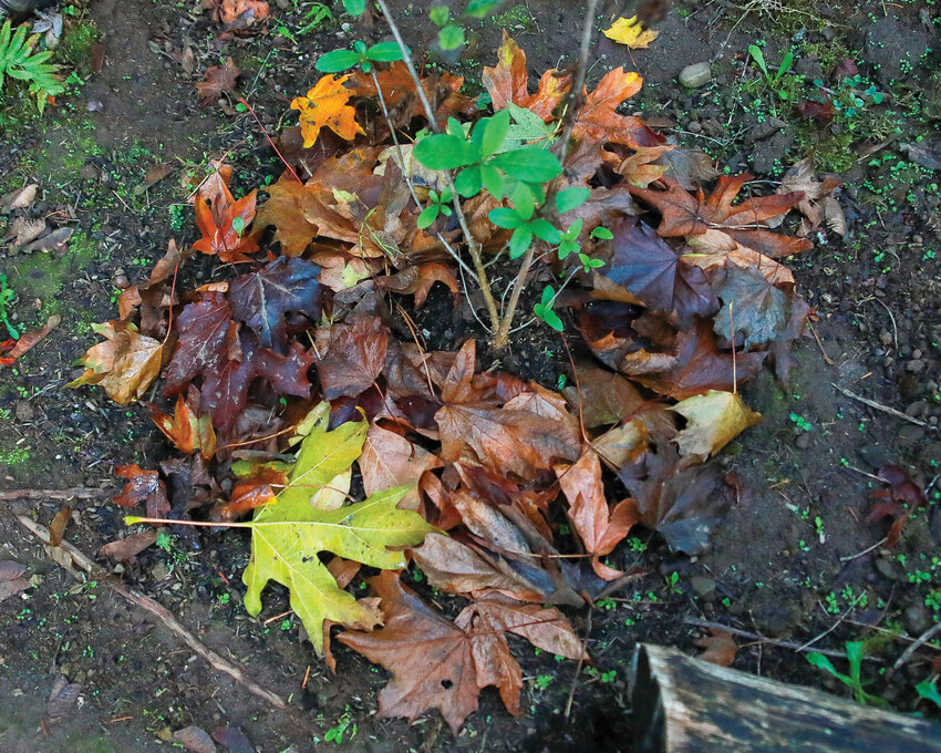Leaves are utilized as a mulch around a twinberry honeysuckle plant in a landscaped area.