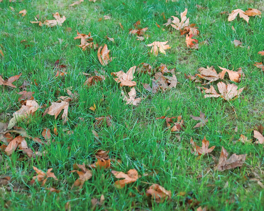 Fallen leaves wait to be properly removed from a yard so they do not clog storm drains or fill landfills with organic waste.
