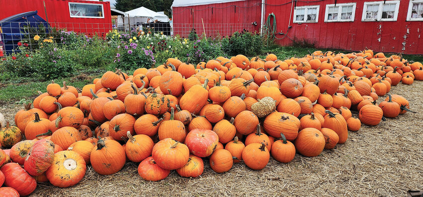Outside the Bi-Zi Farms store is a mountain of classic orange pumpkins, mixed with Cinderella and Warty Goblin varietals.