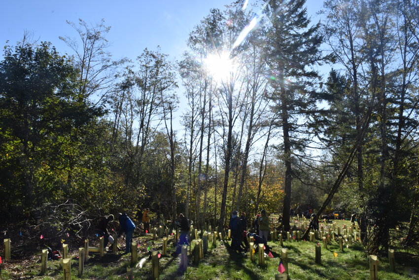 Clark Public Utilities&rsquo; StreamTeam volunteers plant native trees and shrubs during an event at Bells Mountain, Oct. 28.