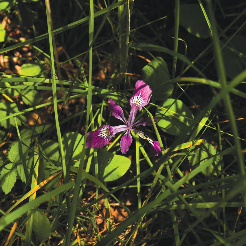 The Oregon iris flower is seen here in the wild. The flower is one of many that will be available for purchase in the Clark Conservation District&rsquo;s native plant sale.