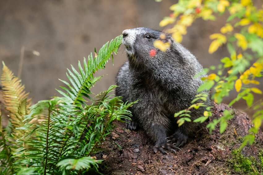 The marmot, named Chestnut, will make his public debut at Northwest Trek Nov. 10.&nbsp;The young marmot, estimated to be born in spring 2022, was fed human food and began seeking food from people in the national park.&nbsp;