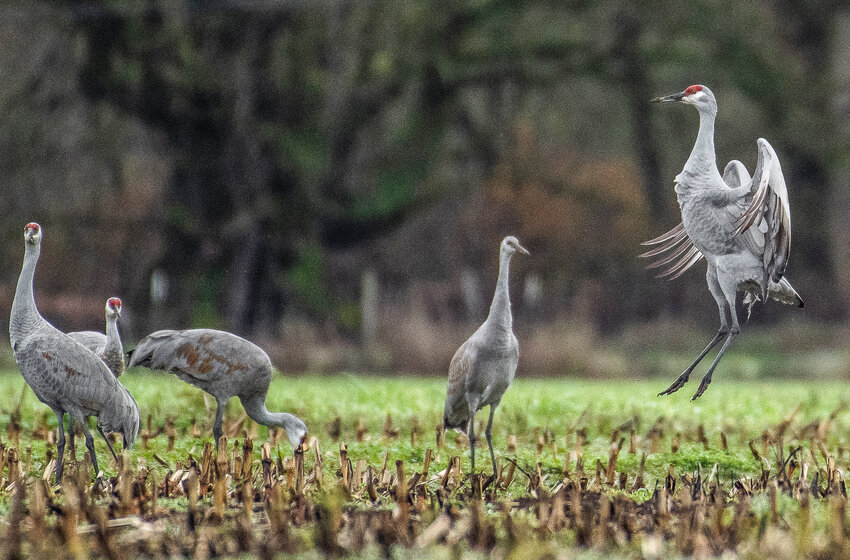 Sandhill cranes jump and dance in a mowed-down corn field between Porter and Elma on Wednesday, Nov. 22, 2023.