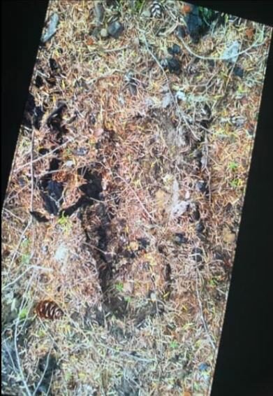 Erich James of Lacey sent photos to the Rocky Mountain Sasquatch Organization what he believes are Sasquatch footprints, as well as a snapped tree and a finger bone he believes are from the creatures.