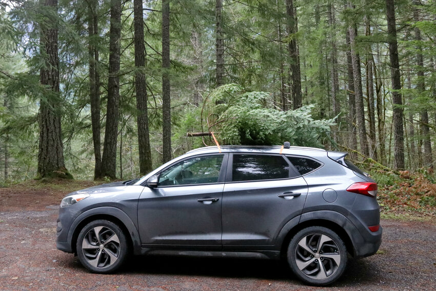 A Christmas tree sits atop a car parked alongside a Forest Service Road in the Gifford Pinchot National Forest on Thursday, Dec. 14.