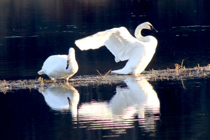 Trumpeter swans spread their wings and look for worms and grain in a pond in Galvin on Thursday, Nov. 30.