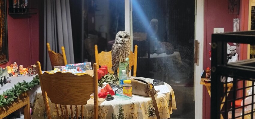 A barred owl perched on a dining room table in Candice Chenoweth's house in Roy on Dec. 14.