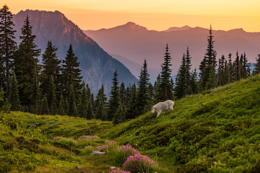 A mountain goat walks down a ridge at sunset near Paradise at Mount Rainier National Park on Tuesday, Aug. 15, 2023.