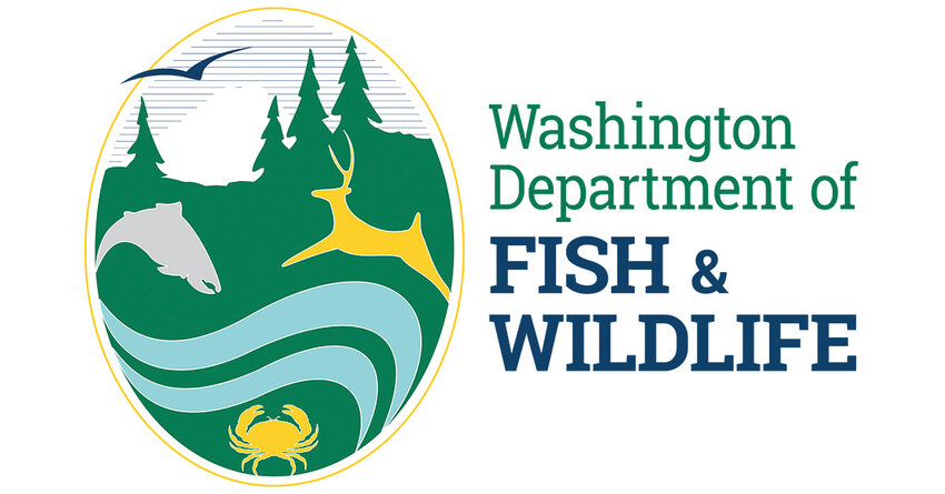 The Washington Fish and Wildlife Commission voted earlier this month, 7-2, to initiate the process of rewriting hunting regulations for cougars and black bears.
