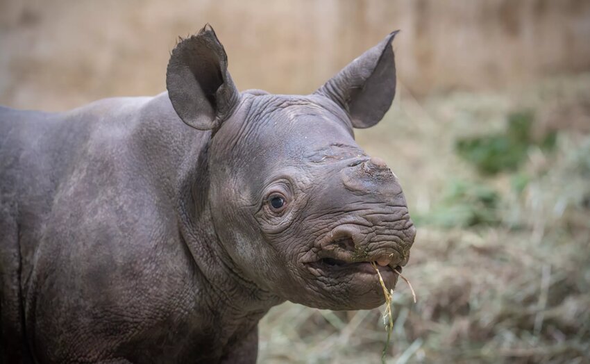 The yet-to-be-named calf, born to parents Jozi and King on Dec. 4, is up to 172 pounds from its birthweight of 100 pounds and has begun to explore the behind-the-scenes rhino maternity den, according to a release from the zoo.