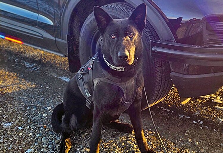 Thurston County Sheriff&rsquo;s Office K9 Igo tracked a man suspected of several crimes in Centralia during a search in Grand Mound on Sunday.