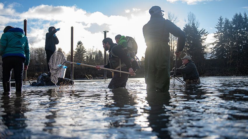Kyle Riley carries his son Ezra carries on his back as he enters the Cowlitz River for a smelt run on Thursday, Feb. 15.