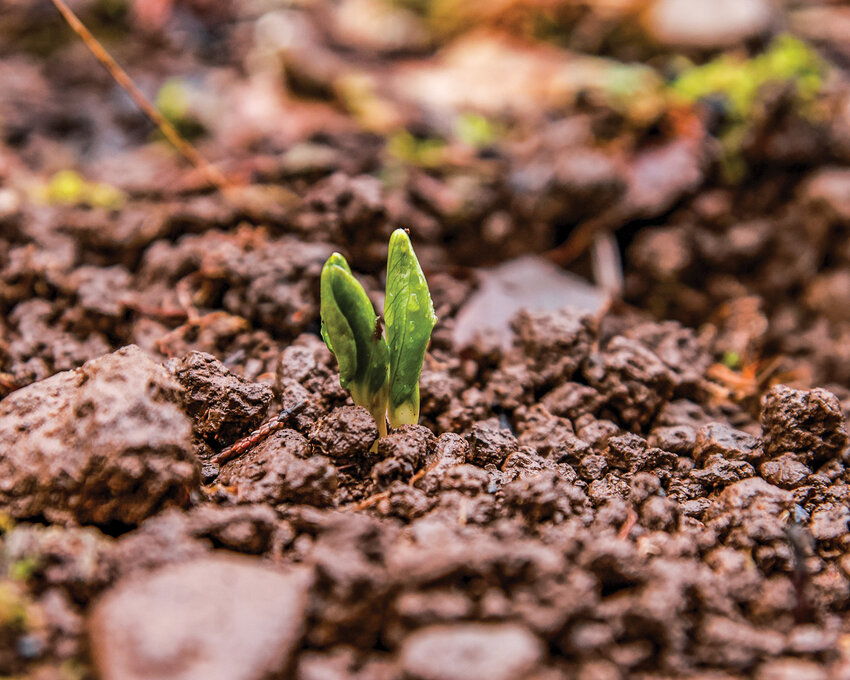 A wild ginger plant begins to sprout above the surface from its rhizome, a root system from which the plant spreads, as signs of spring have begun to pop up in the area.