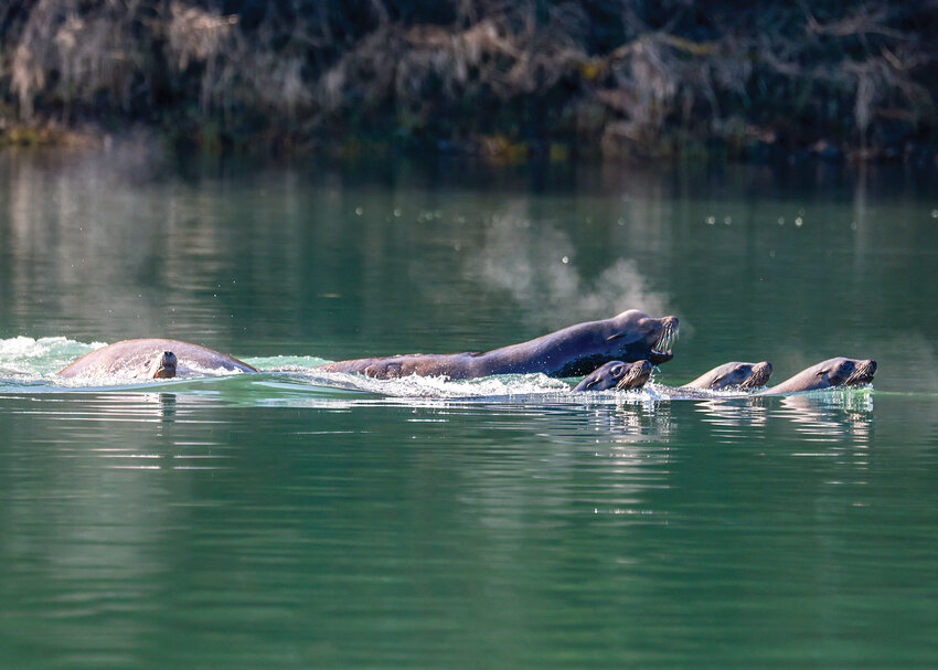 There was a lot of chirping and barking along the Lewis River during the recent smelt run. On the morning of Thursday, March 7, dozens of bald eagles and sea lions feasted on smelt in the Lewis River as seen from the Forks boat launch near Woodland.