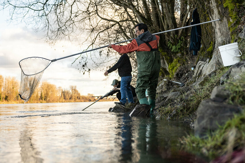 David Lee, from Portland, catches smelt on the Cowlitz River near Longview on Tuesday, March 5.