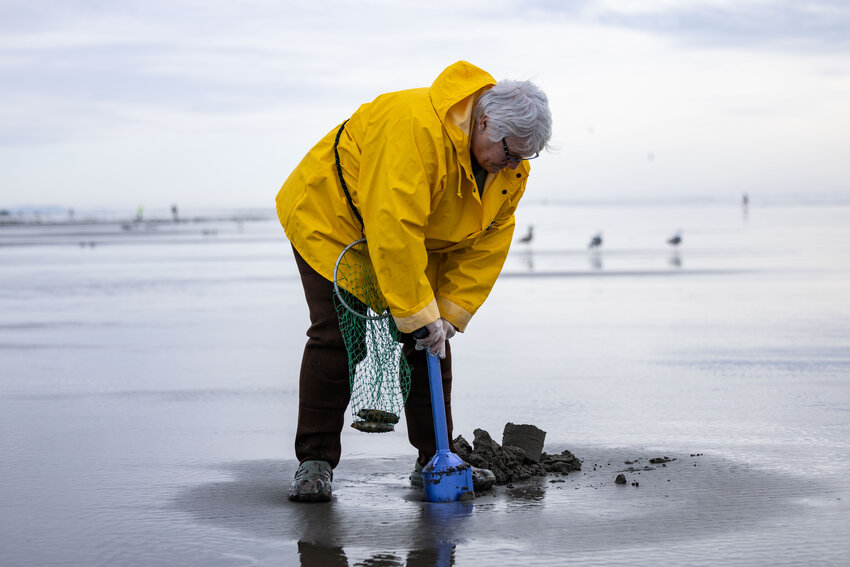 Beck, from Randle, digs for razor clams at Grayland Beach on Friday, March 8.