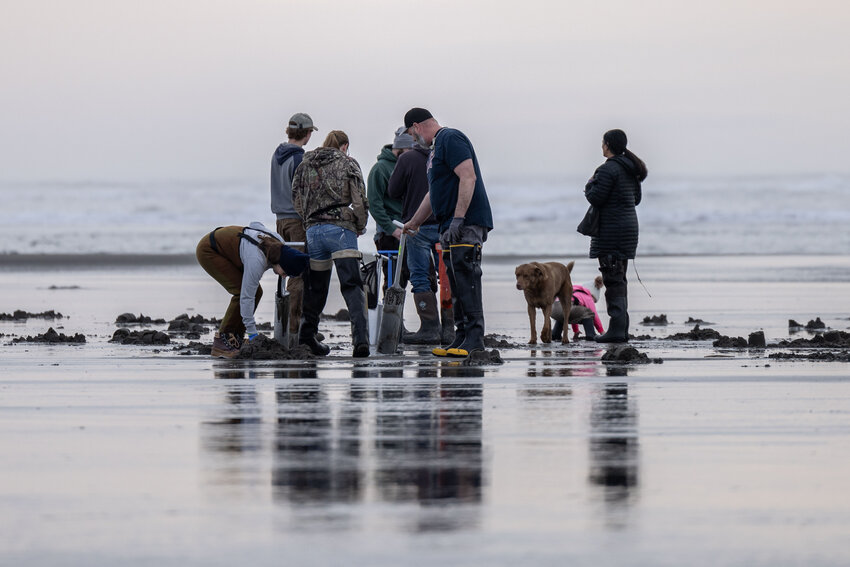 A family clam digs at Grayland Beach on Friday, March 8.