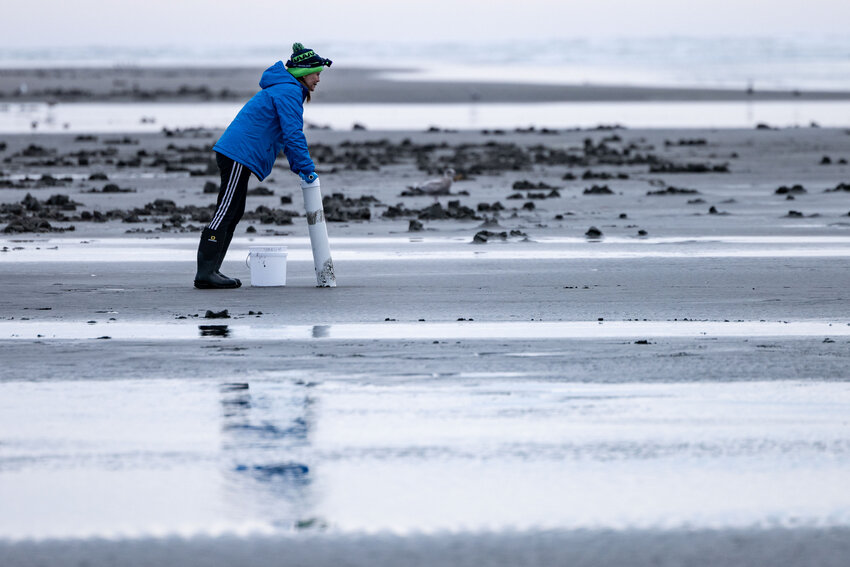 A person digs for clams at Grayland Beach on Friday, March 8.