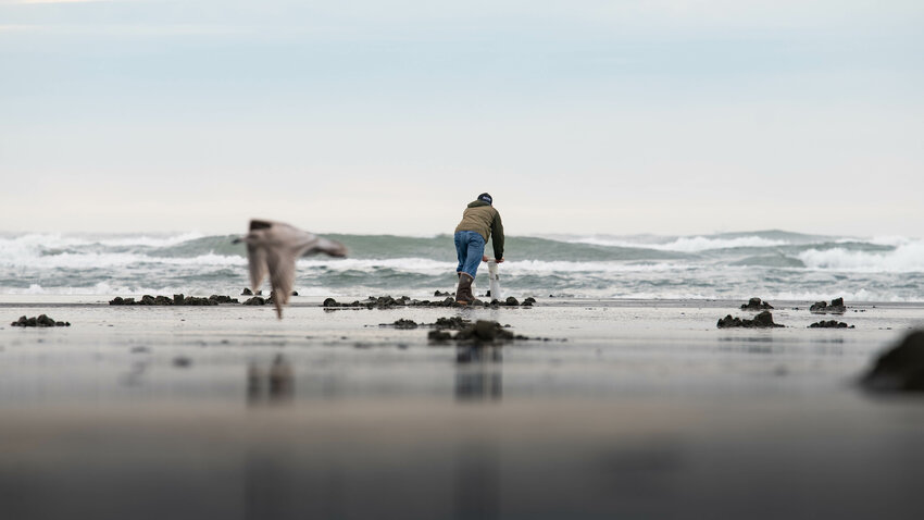 A man digs up a clam as a seagull passes by during a razor clam dig at the Grayland Beach on March 8. 2024.