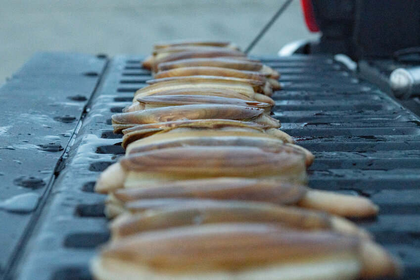 A line of clams are placed on a tailgate after being cleaned during a razor clam dig at Grayland Beach on March 8, 2024.
