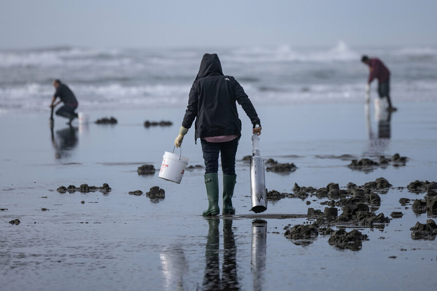 A woman searches for razor clams at Grayland Beach on Friday, March 8.