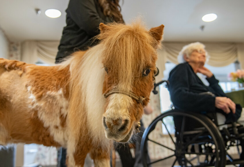 Scribbles the miniature horse is pictured at his 28th birthday celebration at the Sharon Care Center nursing home in Centralia on Saturday, March 23.