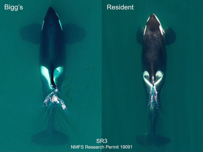 Aerial images compare the sizes of adult male Bigg's and resident killer whales, both taken in the Salish Sea off southern Vancouver Island. These images were collected during health research by SR3 SeaLife Response, Rehabilitation and Research and John Durban and Holly Fearnbach, using a non-invasive drone authorized by research permit 19091 issued by the U.S. National Marine Fisheries Service. (National Marine Fisheries Service/TNS)