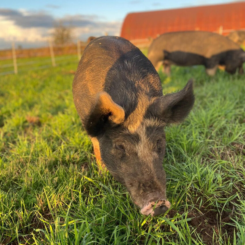 The Berkshire pigs at Sasquatch Family Farm are raised outdoors on pasture or range where they are free to root and forage as pigs naturally do.