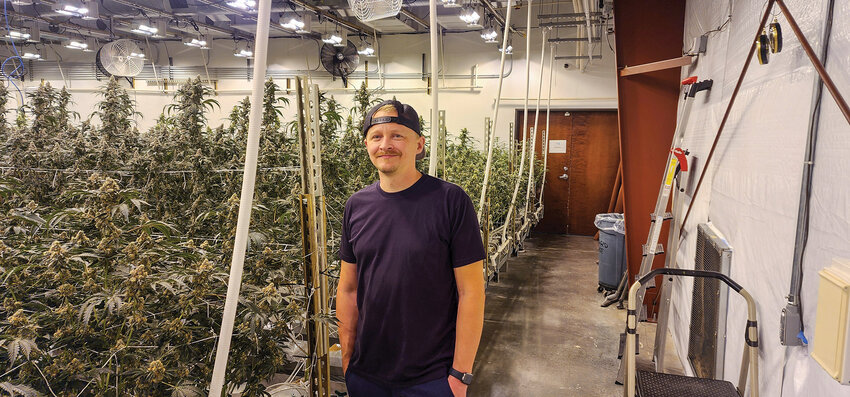 Joshua Andersen, the owner of SK&ouml;RD, enjoys discovering new strains &mdash; or phenotypes &mdash; of cannabis at his Battle Ground growery.