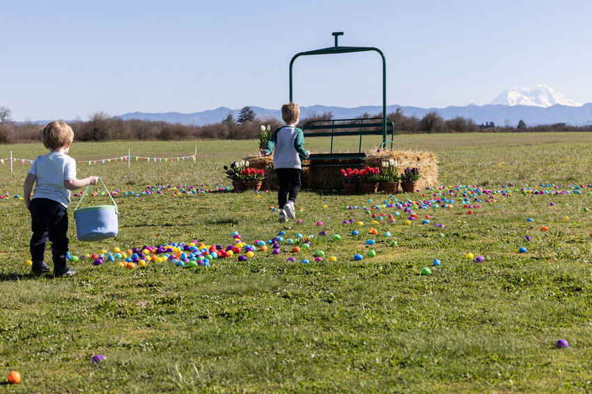 Kids run to find Easter eggs at Sasquatch Family Farms during the inaugural Family Easter egg hunt in Toledo on Saturday, March 30.