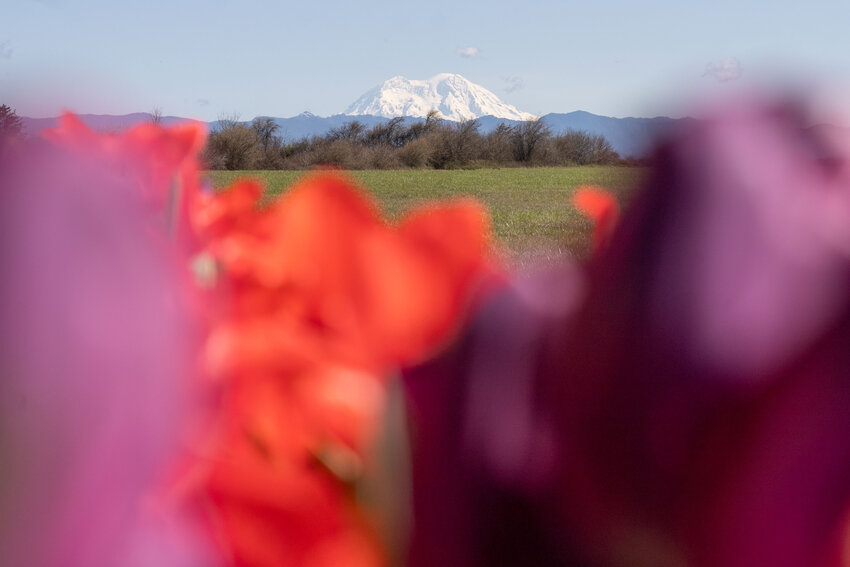 Mount Rainier through flowers at Sasquatch Family Farms in Toledo on Saturday, March 30.