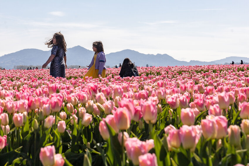 Skagit Valley Tulip Festival 2024: How to experience Washington's tulip fields - The Daily Chronicle
