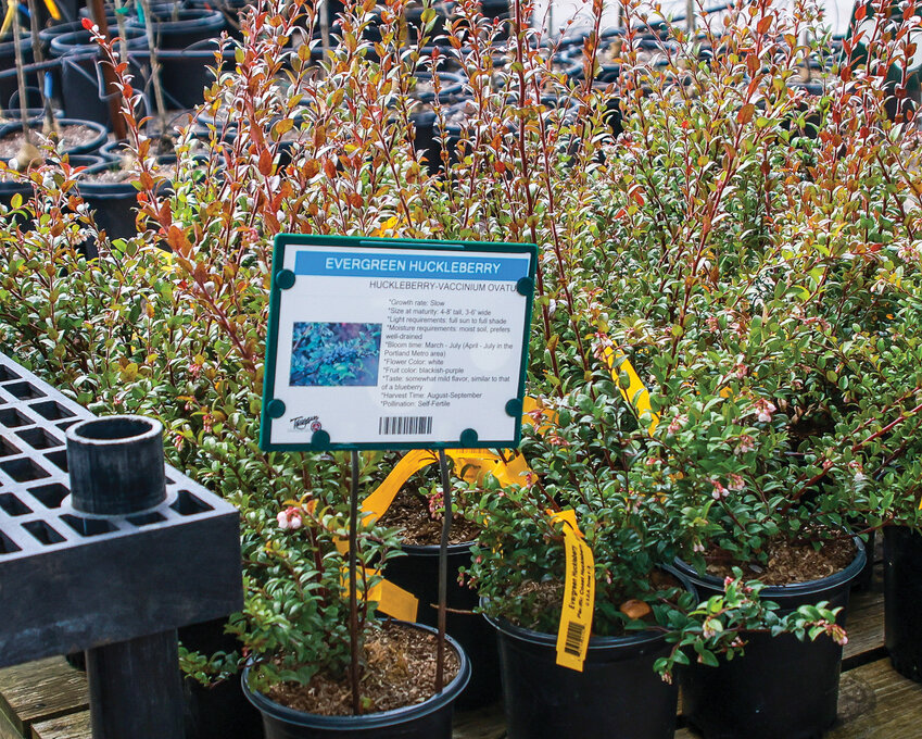 The evergreen huckleberry is a popular native plant for customers at Tsugawa Nursery in Woodland, Sherrie Diamond, a sales specialist and manager, said.