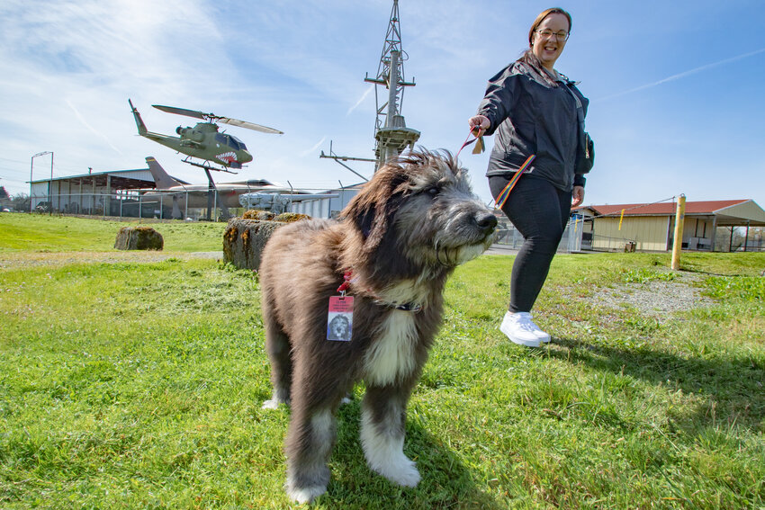 Lewis County Veterans Service Officer Heidi Palmer takes Clyde, the official Lewis County Director of Fluff and the county's new therapy dog in-training, for a walk outside of the Veterans Memorial Museum on Wednesday, April 10.