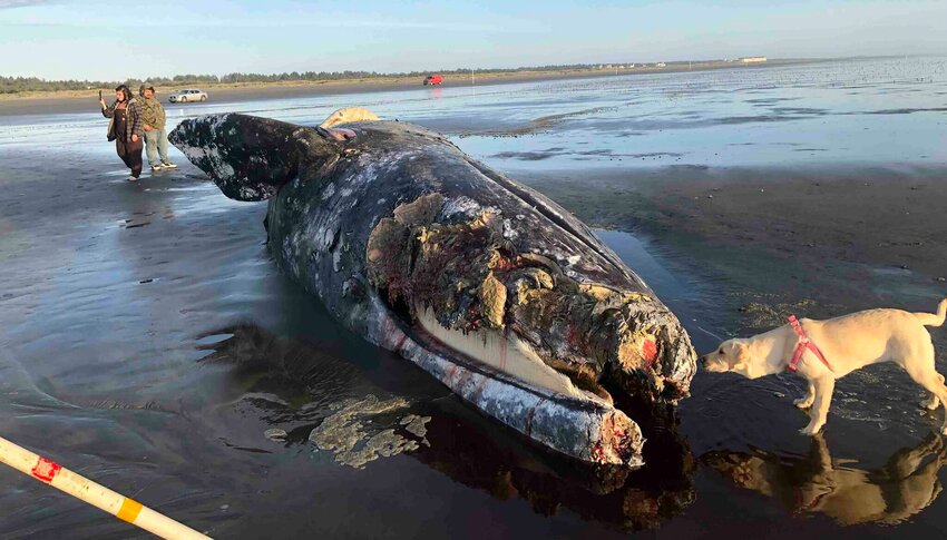 A steady stream of people inspected a dead gray whale beached on the Pacific Ocean Wednesday afternoon, as a dog sniffs away. You can see the Quinault casino at the top far right.