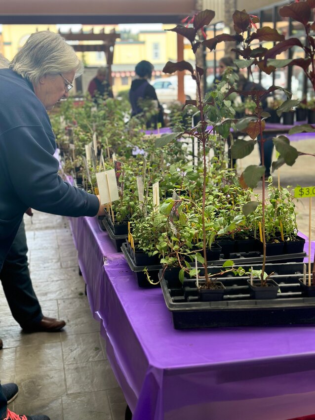 The Fuchsia Fanciers, a Lewis County group and nonprofit gardening organization, will host a fuchsia plant sale on May 4 at the Centralia Outlets.