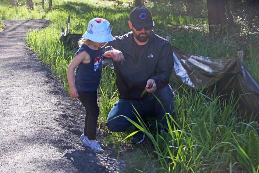 Justin and Melody Reynolds pull invasive horsetails during an Earth Day work party at the Seminary Hill Natural Area in Centralia on Saturday, April 20.